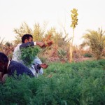 Two men pulling carrots in desert oasis