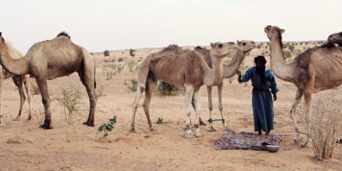 Atar camel market and beyond